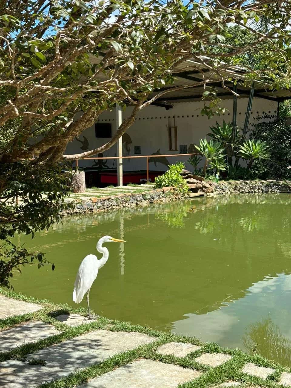 Garça branca parada na margem gramada da lagoa em dia de sol