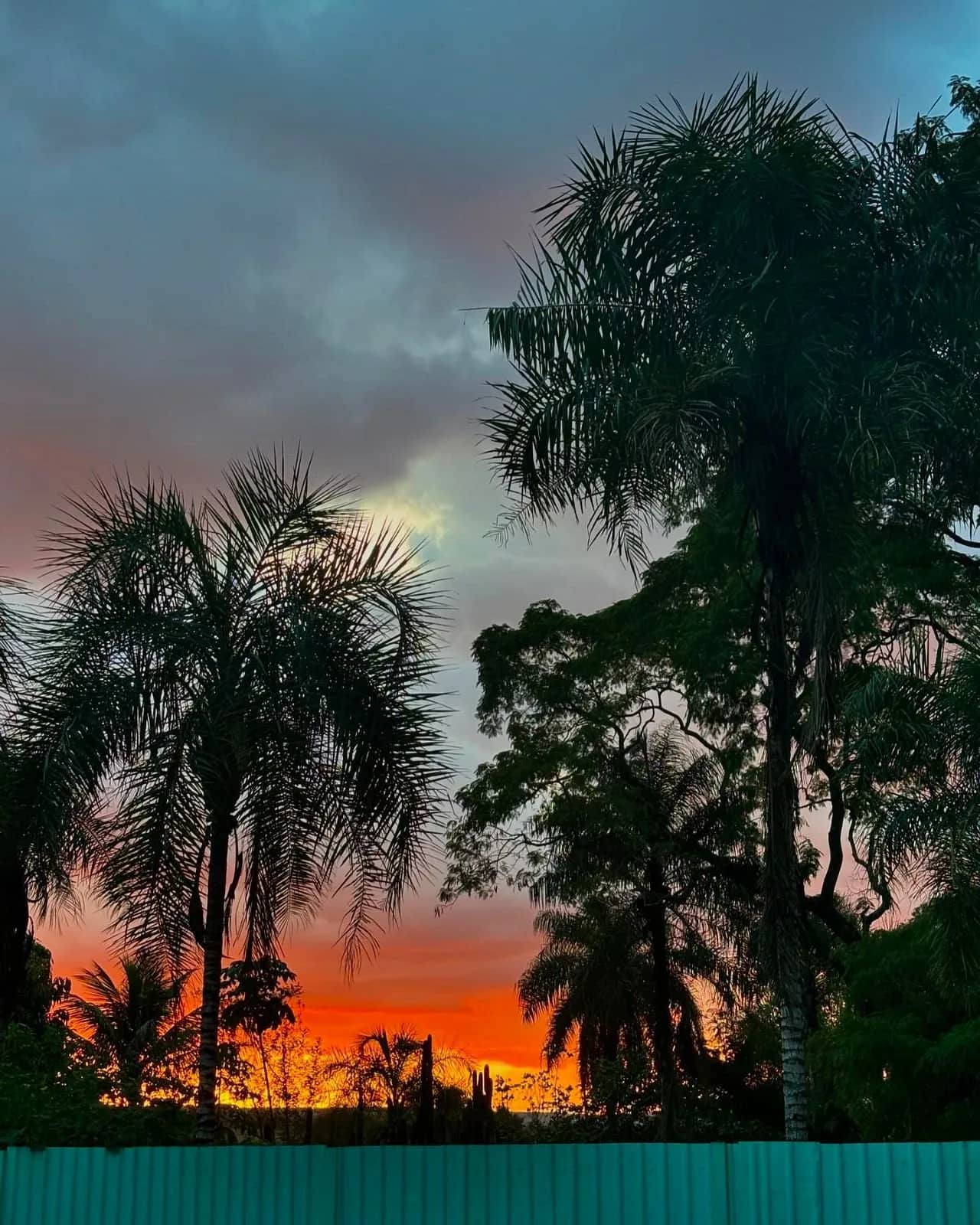 Pôr do sol alaranjado recortado pelas silhuetas das palmeiras do cerrado