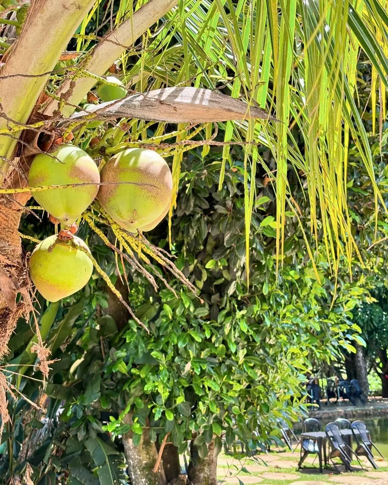 Cachos de coco verde pendurados no coqueiro sob a luz do sol
