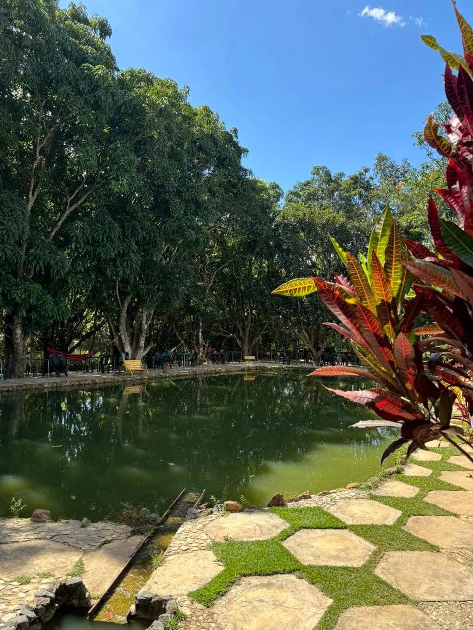 Lagoa cercada de mangueiras frondosas com folhagem vermelha em primeiro plano