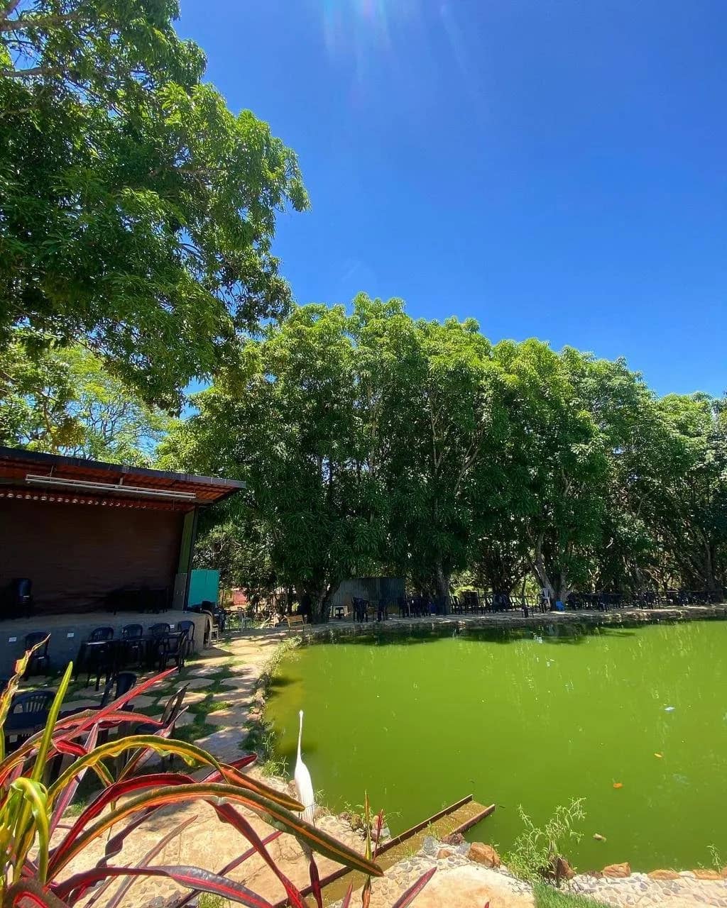 Lagoa verde ladeada por mangueiras, com garça branca parada na margem