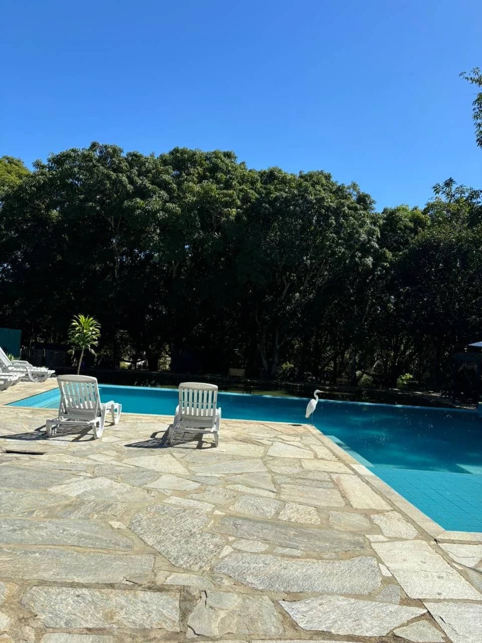 Espreguiçadeiras à beira da piscina azul com uma garça branca na borda