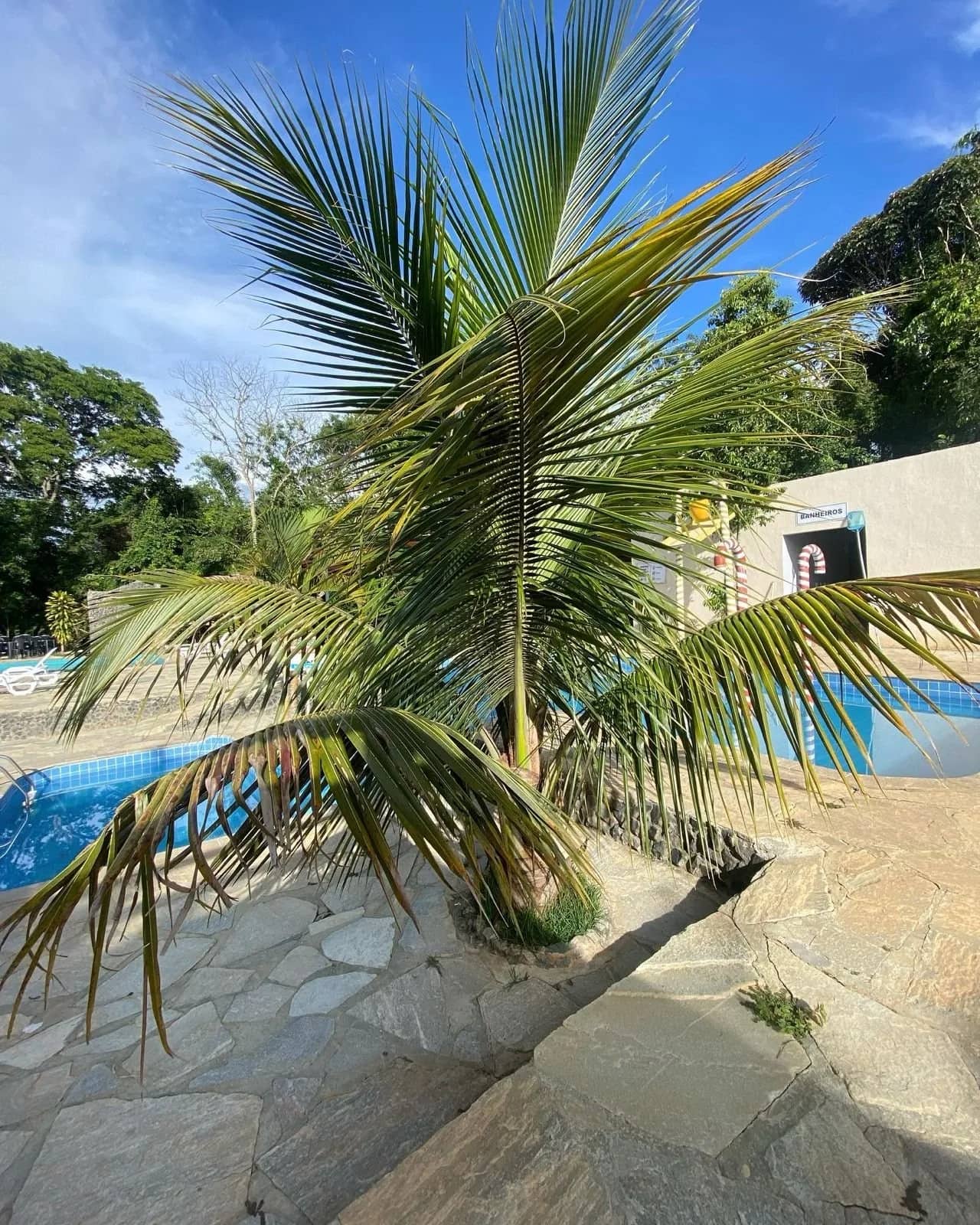 Coqueiro novo de folhas abertas junto à borda da piscina e aos banheiros