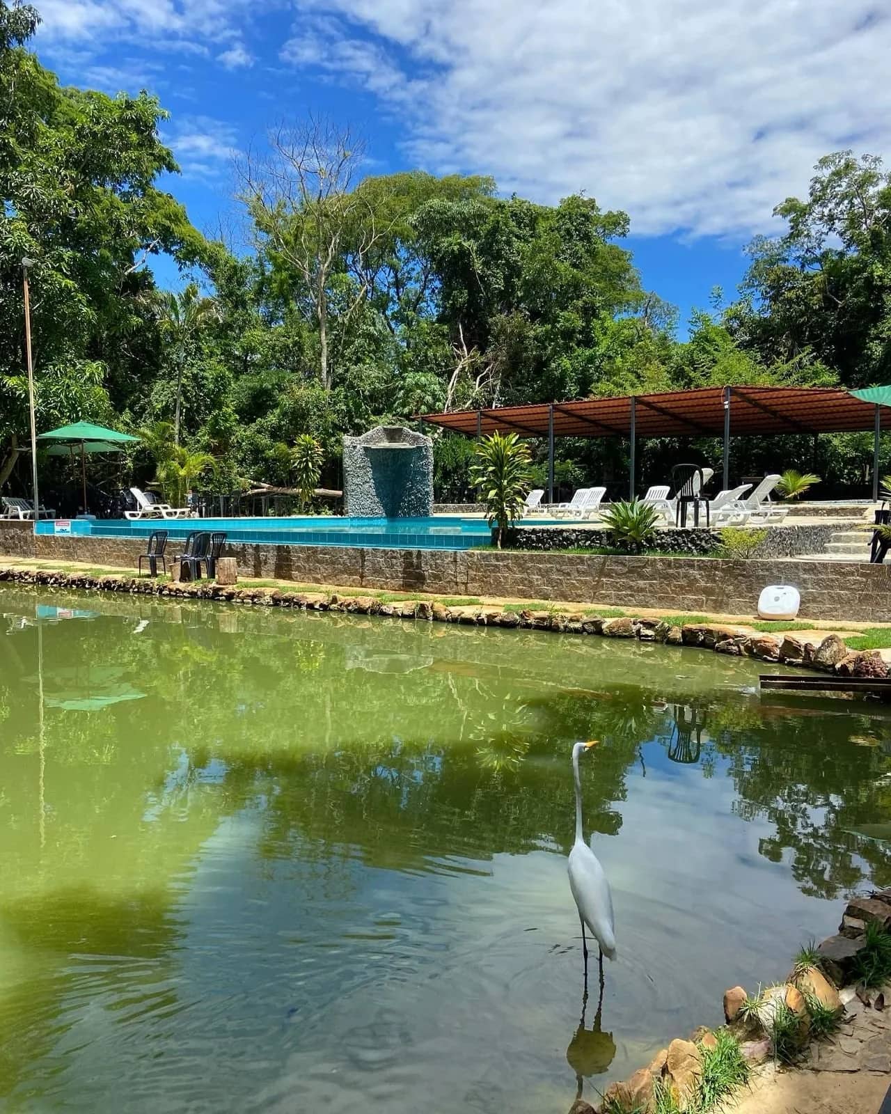 Garça branca na lagoa com a piscina e a cascata de pedra ao fundo